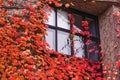 Red leaves of grapes on a stone wall Ã¢â¬â best picture for Canada